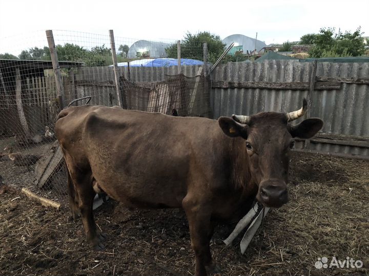 Корова стельная