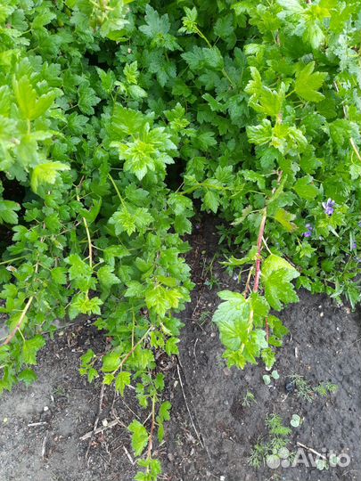 Саженцы крыжовника зелёного