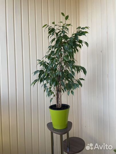 Фикус бенджамина