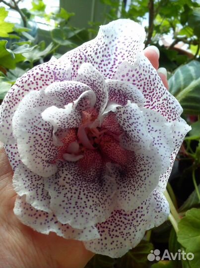 Листья глоксинии махровой, тигровой