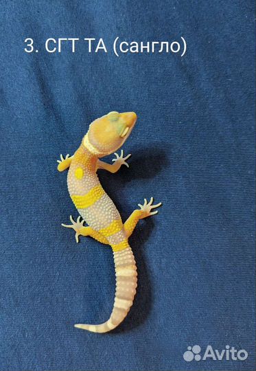 Малыши эублефары разные