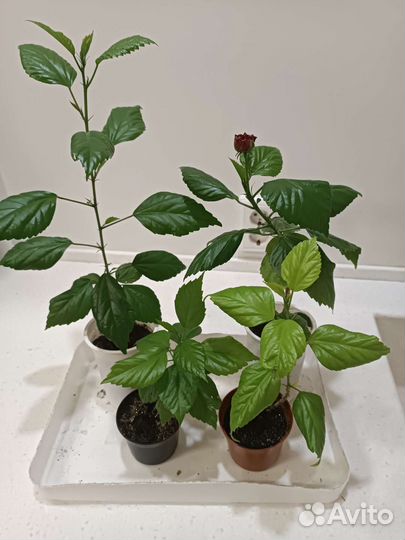 Гибискус махровый красный