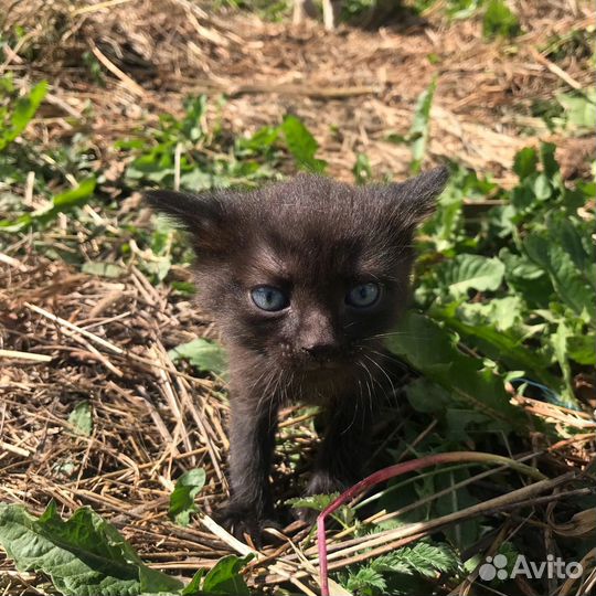 Кошка в дар