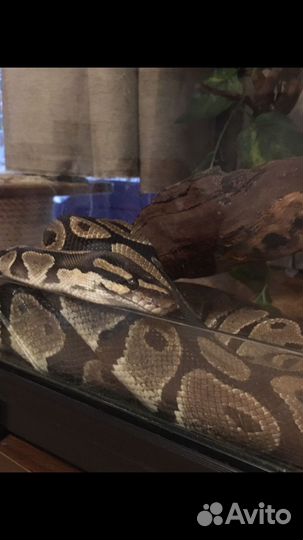 Передержка кошек, собак, грызунов, рептилий