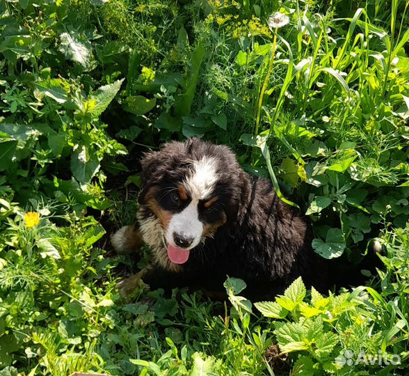 Бернский зенненхунд