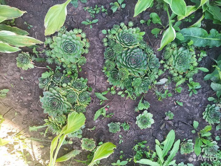 Каменная Роза или молодило