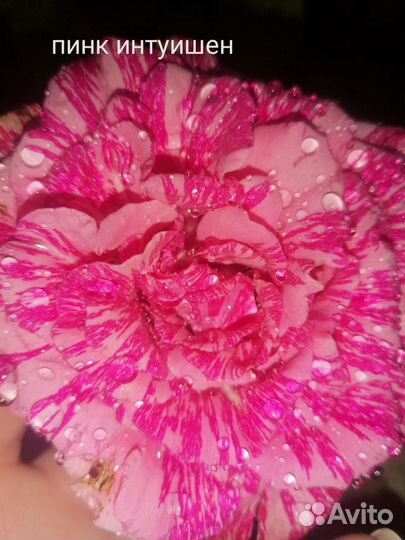 Саженцы роз