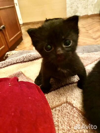 Котята в дар