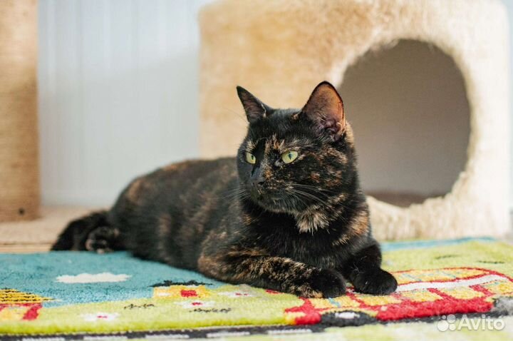 Кошка в добрые руки