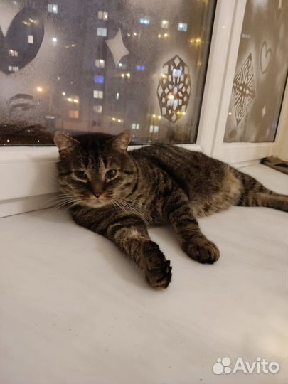 Кот и кошечка ищут дом