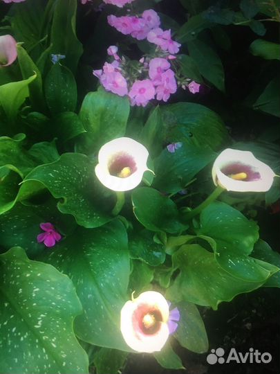 Калла Пикассо