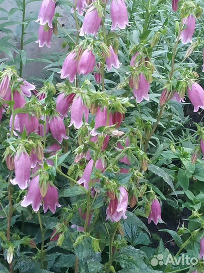 Колокольчик многолетний