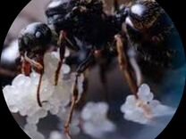 Мураши, муравьи lasius niger Лазиус нигер