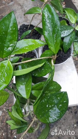 Хойя карноза