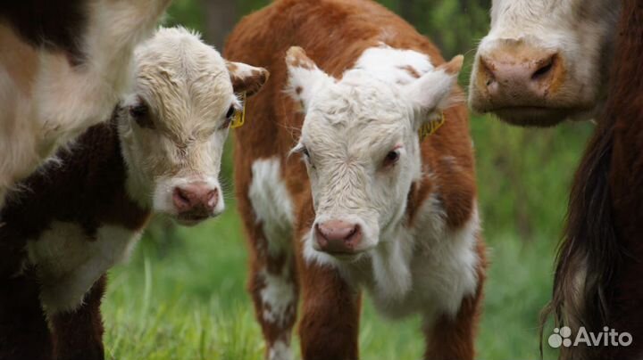 Бычки телочки