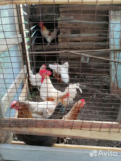 Молодые петухи