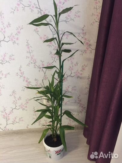 Драцена Сандера