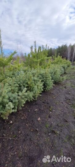 Саженцы Ель Голубая