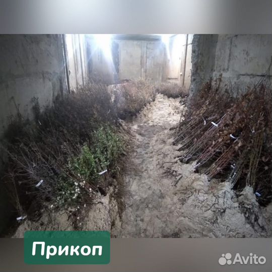 Саженцы Абрикоса летнего созревания