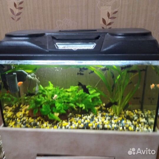 Аквариум с тумбой и рыбками