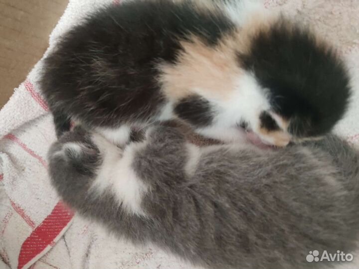 Котята в добрые руки бесплатно