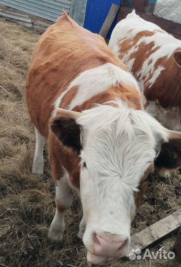 Тёлка стельная