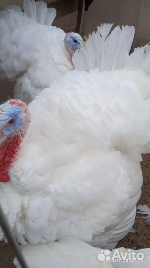 Индюки породы белая широкогрудая