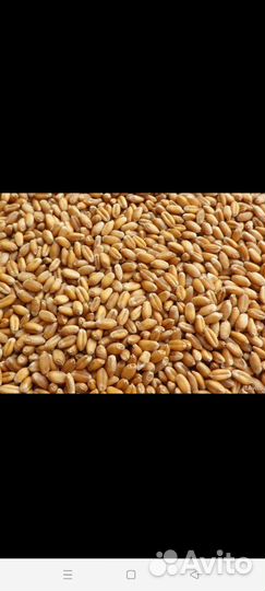 Пшеница