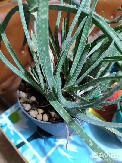 Алоэ вера растение