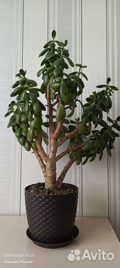 Цветок толстянка