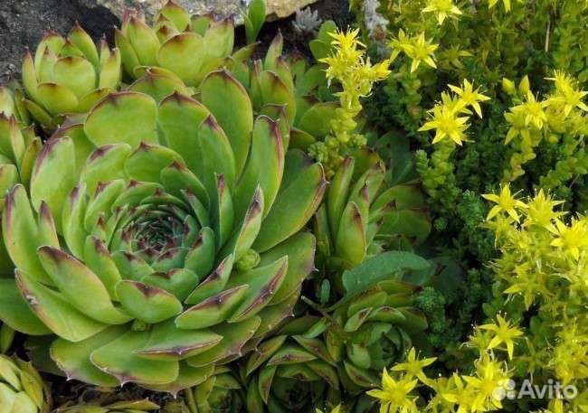 Молодило. Каменная роза