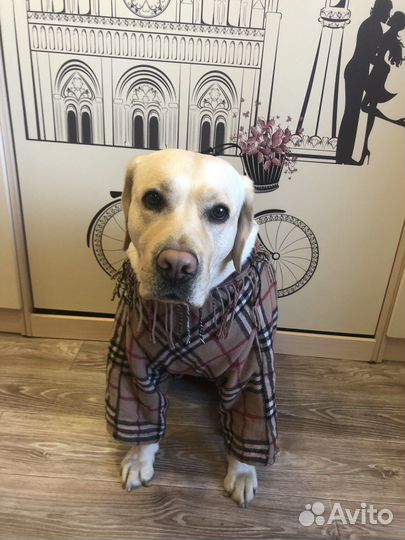 Куртка для собак