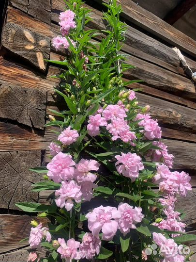 Многолетник лиана махровая, зимует