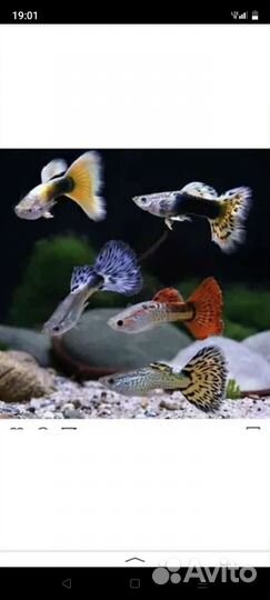 Аквариумные рыбки,растения