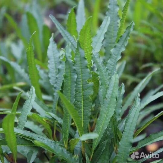 Крушина ломкая Рон Уильямс (1 саженец в горшке 15