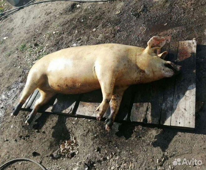 Мясо свинина домашняя