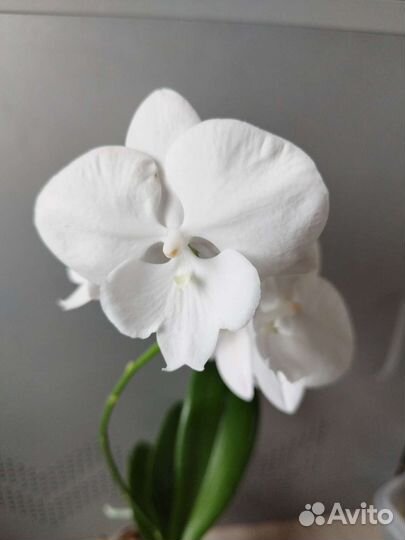 Орхидея Phal. Цветущий.Белоснежный Биг