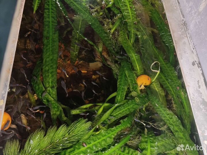 Аквариумные рыбки гуппи