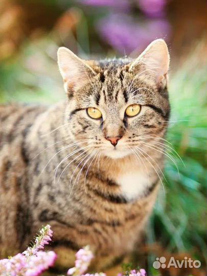 Полосатая кошечка