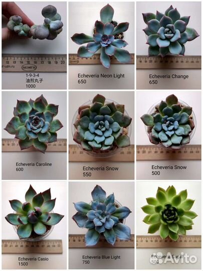 Суккуленты 1/6