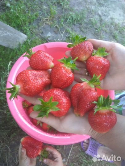 Рассада клубники