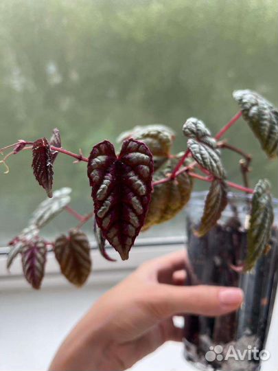 Циссус дисколор (антарктический)