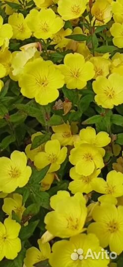 Энотера (многолетник)