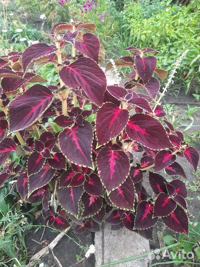 Ромашка и колеус