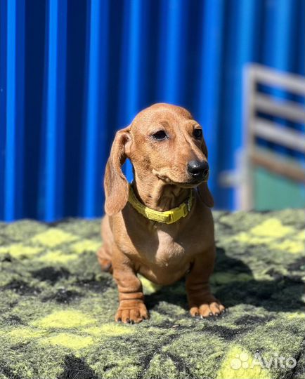 Кроличья такса