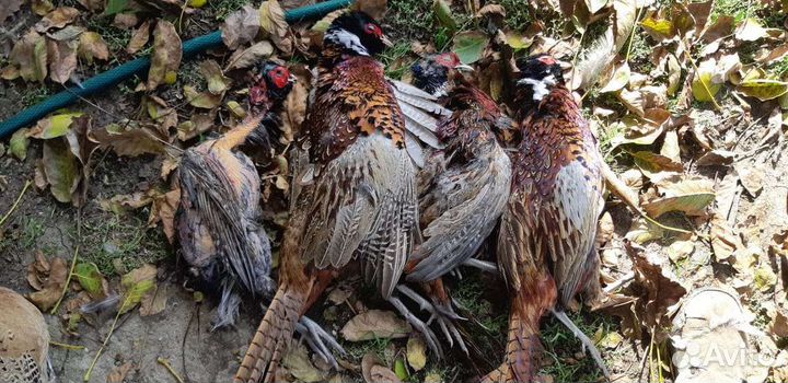 Дратхаар рабочий кобель для вязки