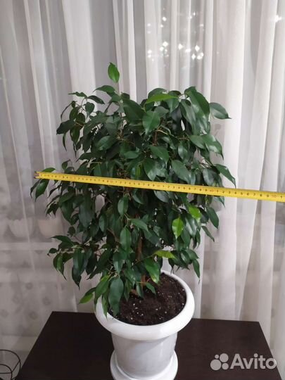 Фикус бенджамина большой