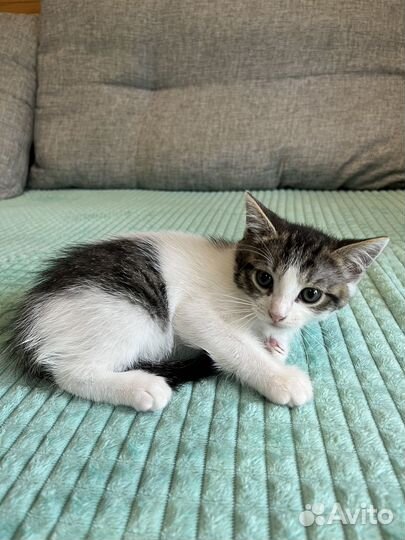 Кошка в дар