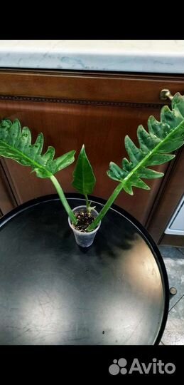 Филодендрон Нарроу Эскейп (Narrow Escape)