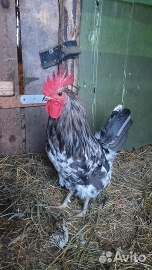 Петух Сильверудд